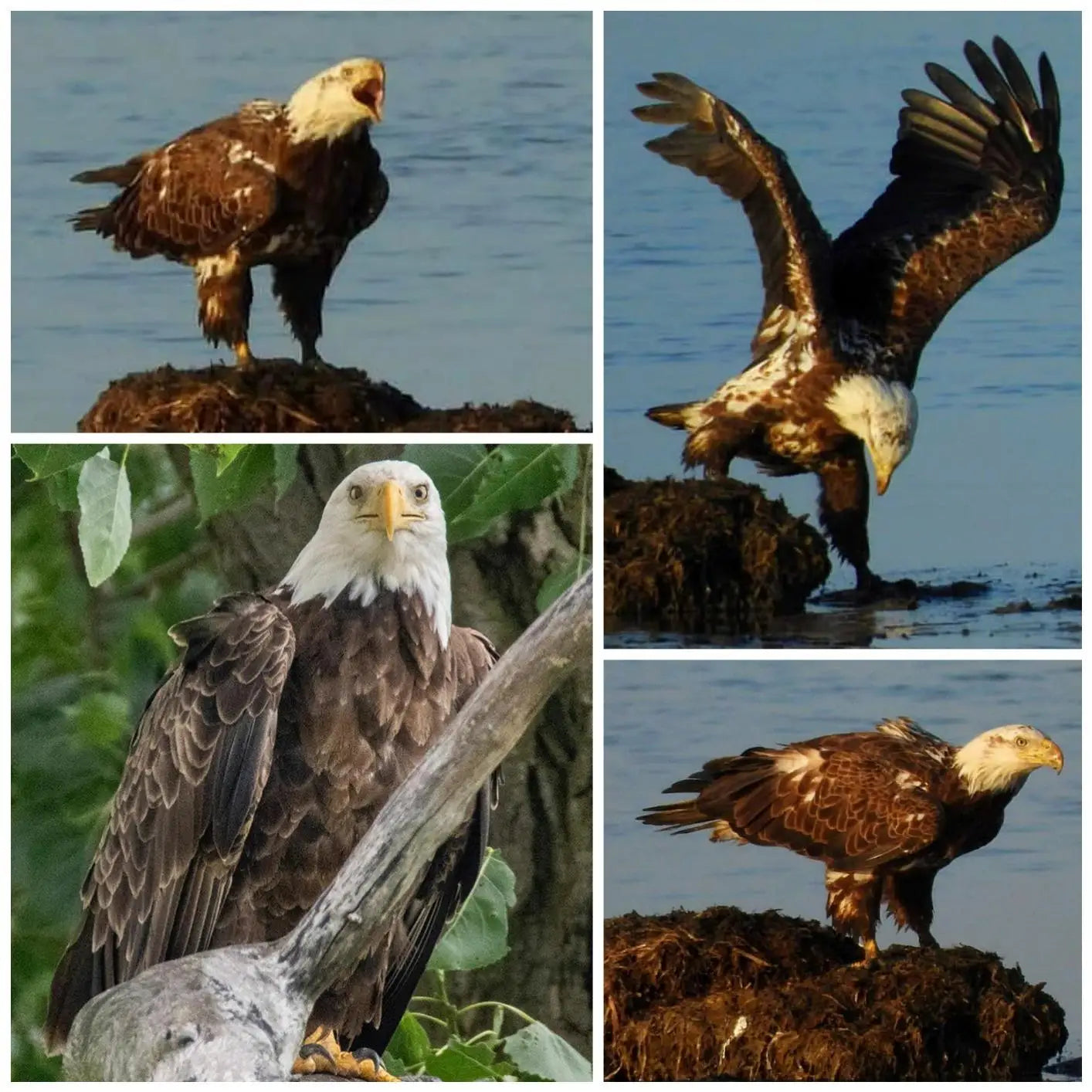 Lightdow Super Telephoto Manual Zoom Lens 420-800mm F8.3-16 With T2 Ring Adapter for Sony Canon Nikon Pentax Olympus Cameras